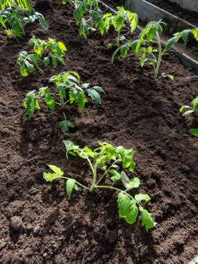 Serada, parlak güneş ışığında büyüyen bir toprakta büyüyen küçük yeşil domates bitkilerinin yakın çekimi. Bahçe işleri ve fidanlar.