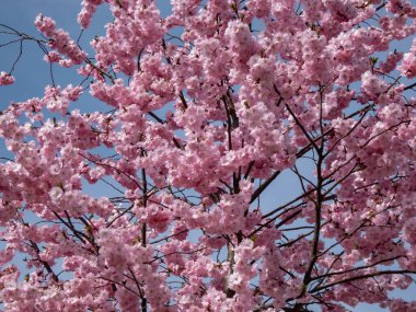 Kiraz çiçeğinin ya da Japon pembe sakurasının baharda pembe çiçeklerle açtığı ve arka planda mavi gökyüzünün olduğu yakın plan çekimi.