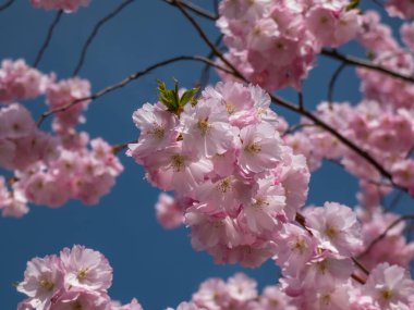 Kiraz çiçeğinin ya da Japon pembe sakurasının baharda pembe çiçeklerle açtığı ve arka planda mavi gökyüzünün olduğu yakın plan çekimi.