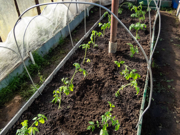 View of a greenhouse with green tomato plants growing in a soil in spring. Gardening and germinating seedlings