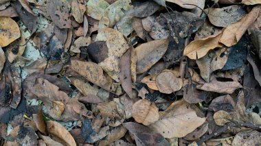 Dry leaves scattered among the dry trees.