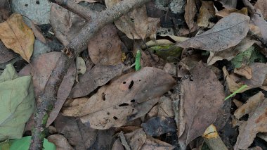 Bir kuşbakışı fotoğraf kuru ve nemli yapraklar dağınık gösteren bir ağaç, yaprakların üzerine düşmüş dallar ile.