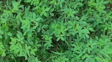 Çimlerin arasında yetişen yer fıstığı bitkileri, öğleden sonra çekilen hava fotoğraflarında görülüyor..