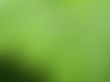 yeşil yaprak soyut arkaplanı