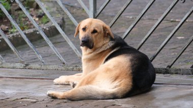 Köpek bak, evsiz köpek evi.