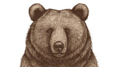 Ayı başı illüstrasyon, çizim, mürekkep, çizgi sanatı, vektör stok illüstrasyonu