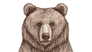 Ayı başı illüstrasyon, çizim, mürekkep, çizgi sanatı, vektör stok illüstrasyonu