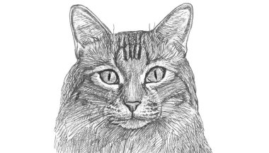 Sevimli kedi portresi çizimi.