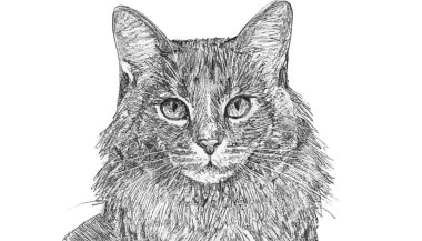 Sevimli kedi portresi çizimi.