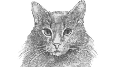 Sevimli kedi portresi çizimi.