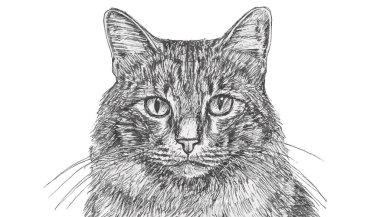 Sevimli kedi portresi çizimi.