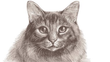 Sevimli kedi portresi çizimi.