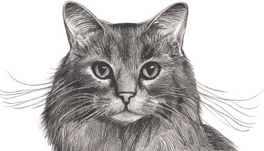 Sevimli kedi portresi çizimi.