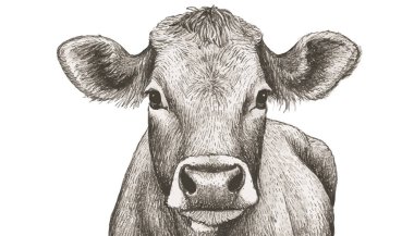 İnek Çizimi, İnek Sanatı, İnek Grafiği, 