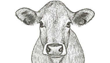 İnek Çizimi, İnek Sanatı, İnek Grafiği, 