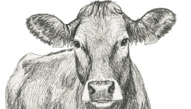 İnek Çizimi, İnek Sanatı, İnek Grafiği, 