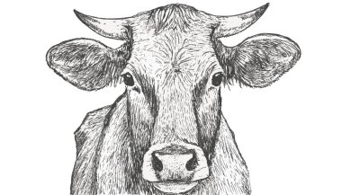 İnek Çizimi, İnek Sanatı, İnek Grafiği, 