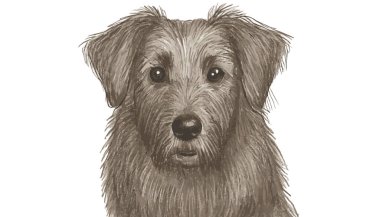 köpek çizim sanatı