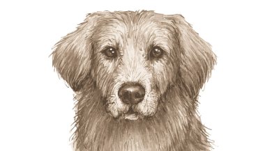 köpek çizim sanatı