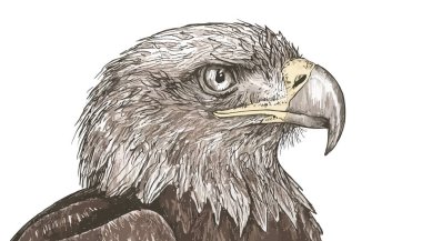 Vektör çizim kartal el çekilmiş