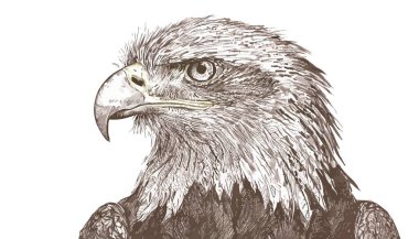 Vektör çizim kartal el çekilmiş