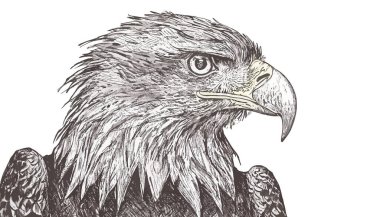 Vektör çizim kartal el çekilmiş