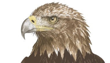 Vektör çizim kartal el çekilmiş