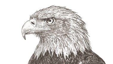 Vektör çizim kartal el çekilmiş