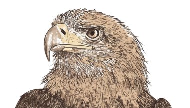 Vektör çizim kartal el çekilmiş