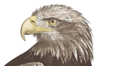 Vektör çizim kartal el çekilmiş