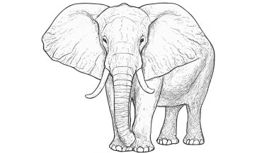 Fil İllüstrasyonları hisse senedi çizimi, el çizimi