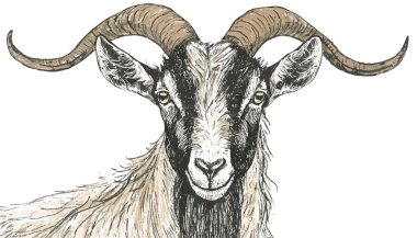 Keçi eli portresi çizimi.