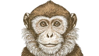 maymun eli çizilmiş portre