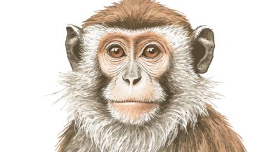 maymun eli çizilmiş portre