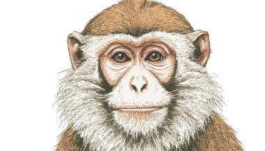 maymun eli çizilmiş portre