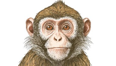 maymun eli çizilmiş portre