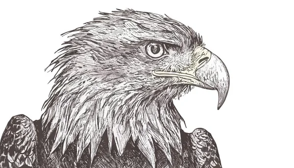 Vektör çizim kartal el çekilmiş