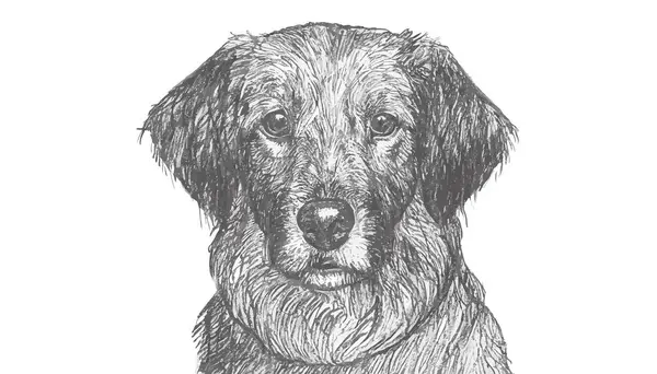 Hund Zeichnung Vektor Kunst — Stockvektor