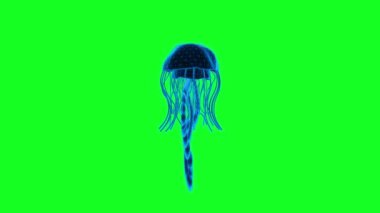 4k Jelly Fish yeşil ekran teknoloji videosu. Jelly Fish teknoloji videosu, Jelly Fish 360 dönüş, Jelly Fish kablo grafiği videosu