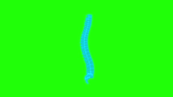 4Kアナトミーヒューマンバーテブラルコラムグリーンスクリーン技術ビデオ アナトミー ヒューマン バーテブラル カラム テクノロジー ビデオ 解剖学ヒューマン バーテブラル カラム — ストック動画