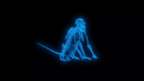 Μπαμπουίνος Σκελετός Τεχνολογικό Βίντεο Μπαμπουίνος Σκελετός Τεχνολογικό Βίντεο Μπαμπουίνος Σκελετός — Αρχείο Βίντεο