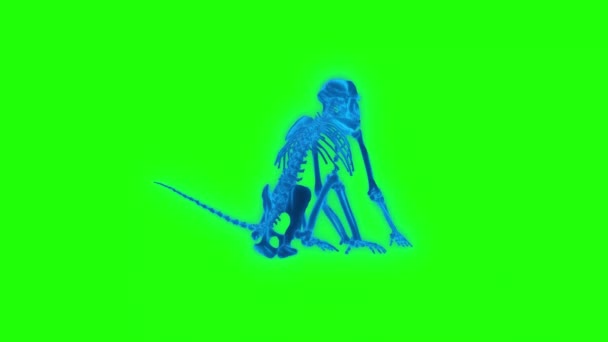Baboon Esqueleto Verde Tela Tecnologia Vídeo Baboon Skeleton Tecnologia Vídeo — Vídeo de Stock
