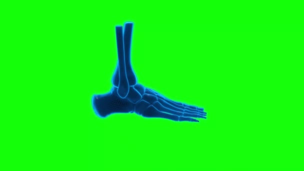 Feet Iskelet Yeşil Ekran Teknoloji Videosu Foot Skeleton Teknoloji Video — Stok video