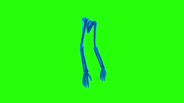 Manos Humanas Esqueleto Pantalla Verde Tecnología Vídeo Manos Humanas Esqueleto — Vídeo de stock