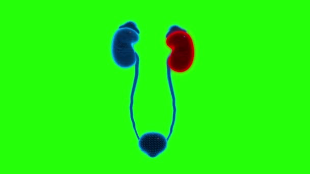 4K人間の腎臓緑のスクリーン テクノロジー ビデオ 人間の腎臓技術ビデオ 人間の腎臓ワイヤーフレームビデオ — ストック動画