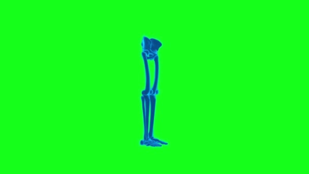 Mänskliga Ben Skelett Grön Skärm Teknik Video Mänskliga Ben Teknik — Stockvideo