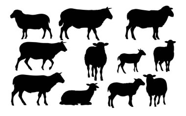 Bir Koyun siluet vektörünün kümesi