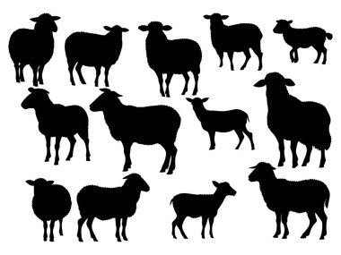 Bir Koyun siluet vektörünün kümesi