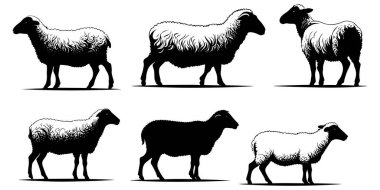 Bir Koyun siluet vektörünün kümesi
