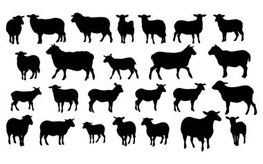 Bir Koyun siluet vektörünün kümesi